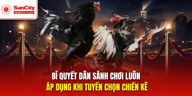 Kinh nghiệm dân sành chơi luôn áp dụng khi tuyển chọn chiến kê