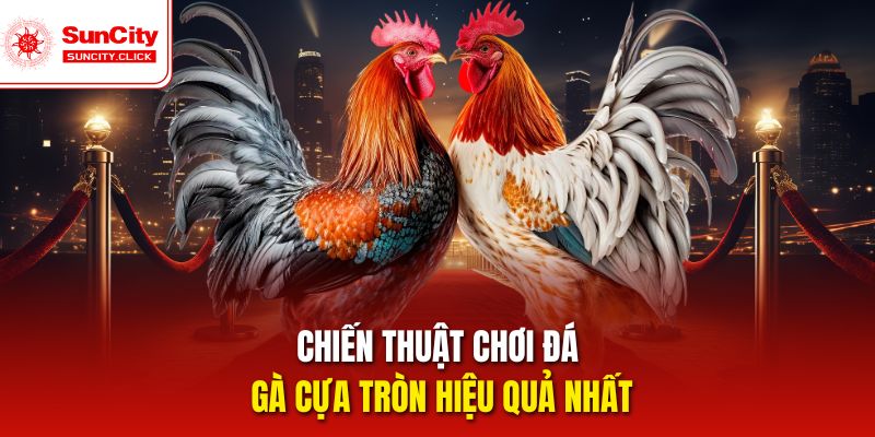 Chiến thuật chơi đá gà cựa tròn hiệu quả nhất