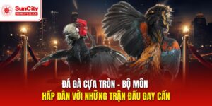 Đá Gà Cựa Tròn – Bộ Môn Gay Cấn Được Ưa Chuộng