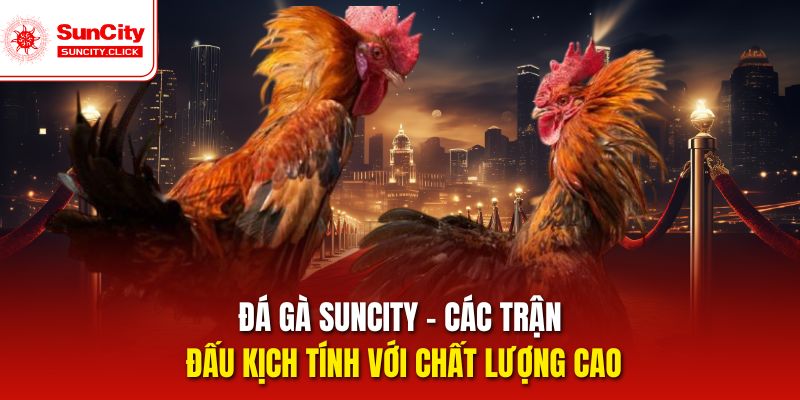 Trải Nghiệm Đá Gà Suncity Hấp Dẫn, Gay Cấn