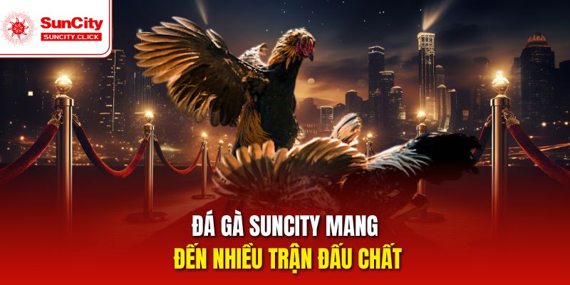 Đá gà Suncity mang đến nhiều trận đấu chất