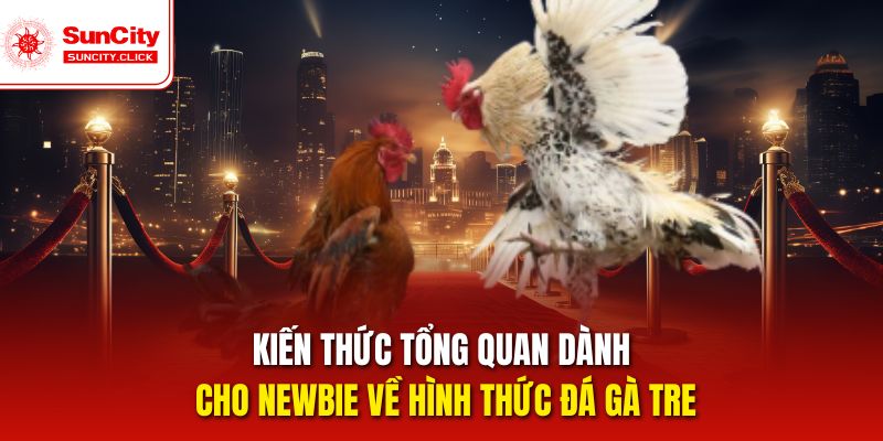 Kiến thức tổng quan dành cho newbie về hình thức đá gà tre