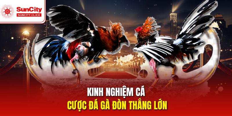 Áp dụng chiến thuật hợp lý giúp tăng hiệu quả khi cá cược đá gà đòn.