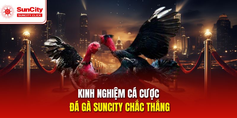 Kinh nghiệm cá cược đá gà Suncity chắc thắng