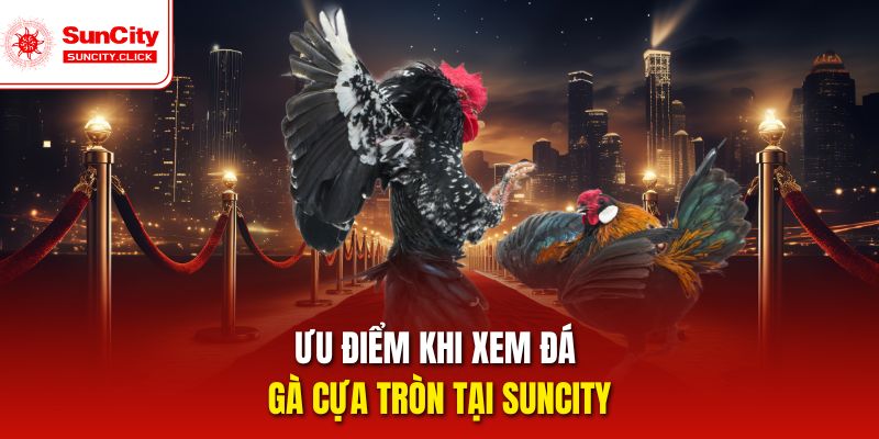 Điểm nổi bật khi xem đá gà cựa tròn tại Suncity